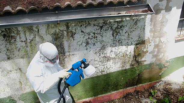 Top rated local Mold Testing specialists in Linkwood, MD